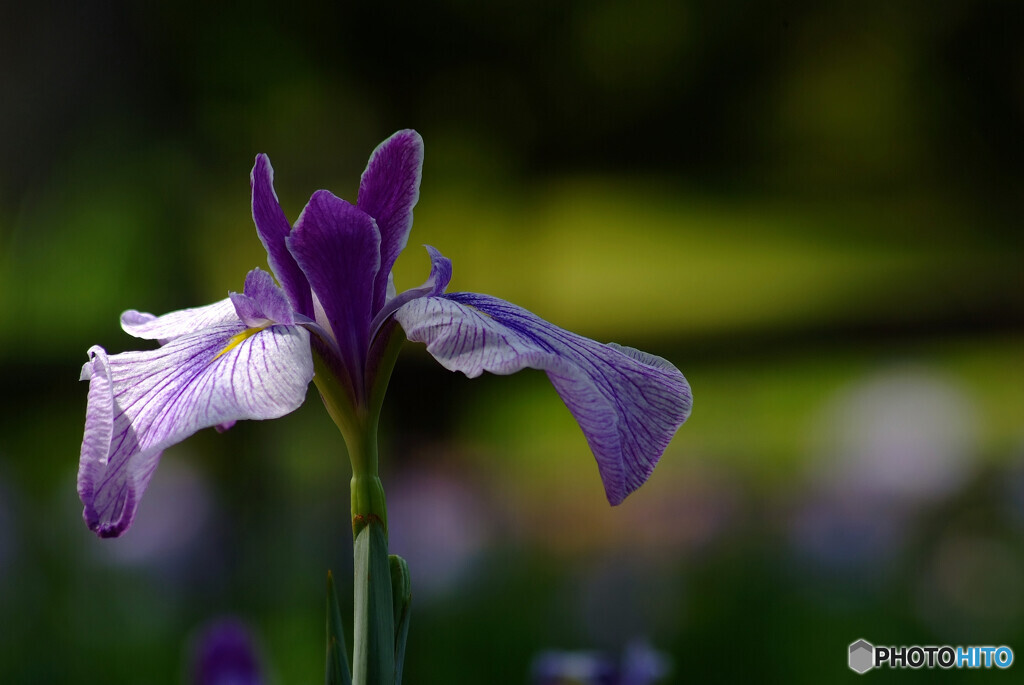 涼暮月の和✿菖蒲2022
