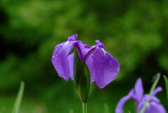My Garden✿杜若2025