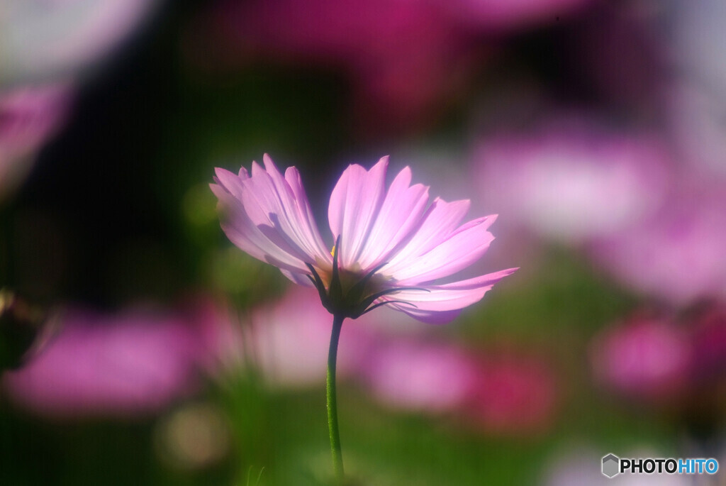 都会のOasis✿長月の彩