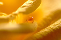 光の軌跡Ⅴ・雫