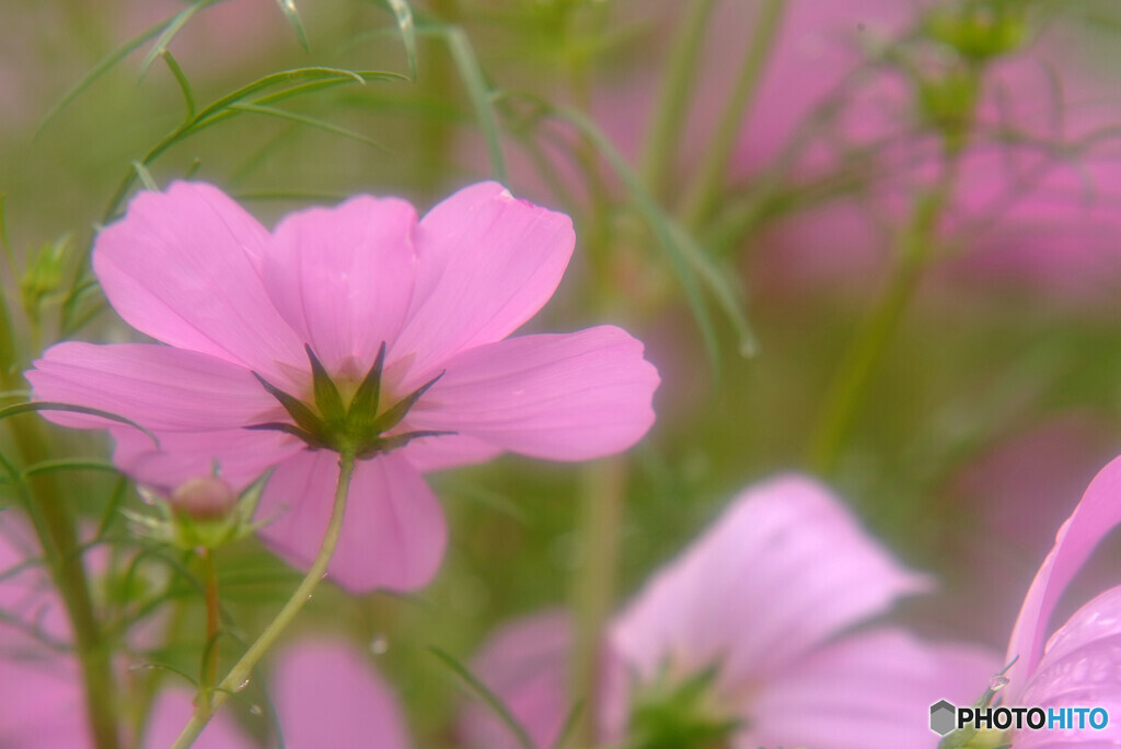 Cosmos theaterⅨ✿2020秋