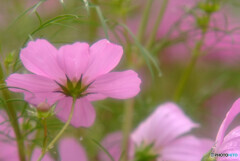 Cosmos theaterⅨ✿2020秋