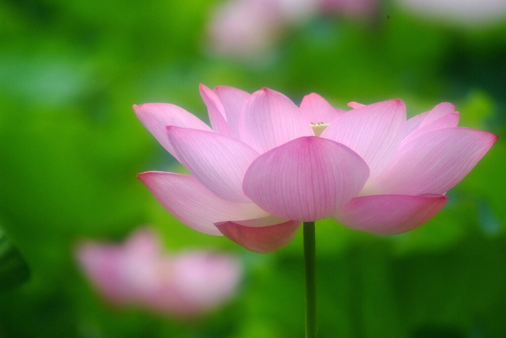 Japanese Beauty✿和心