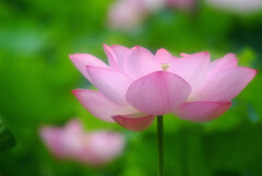 Japanese Beauty✿和心