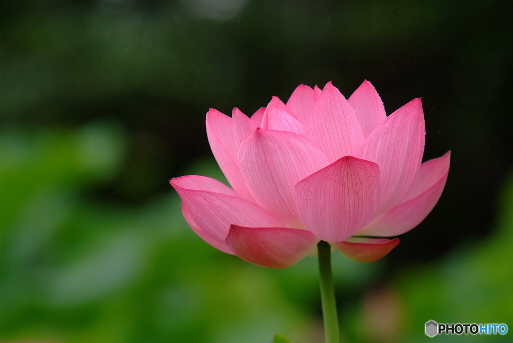 やすらぎの時・彩