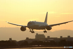 睦月の旅人✈Boeing 787-8