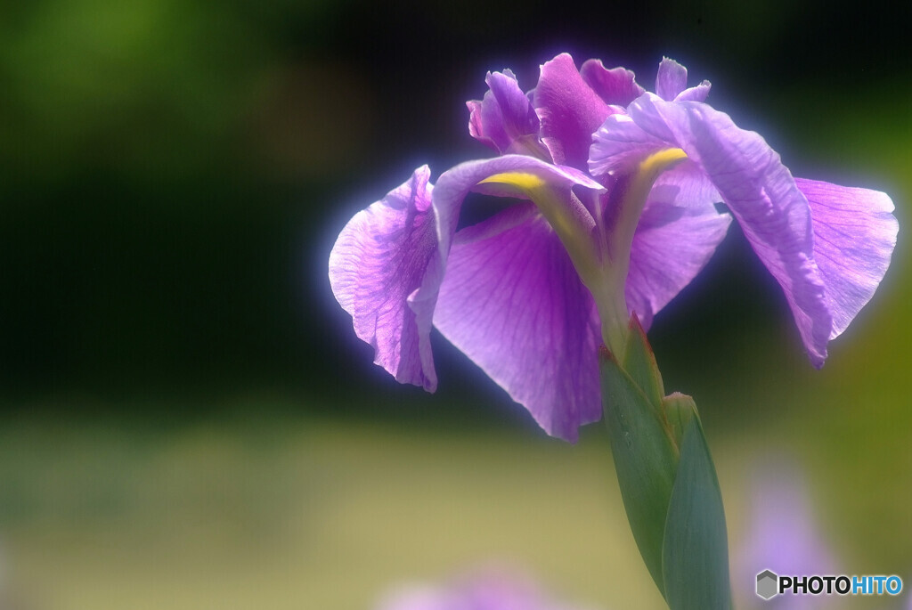 Japanese Beauty✿魅せられて