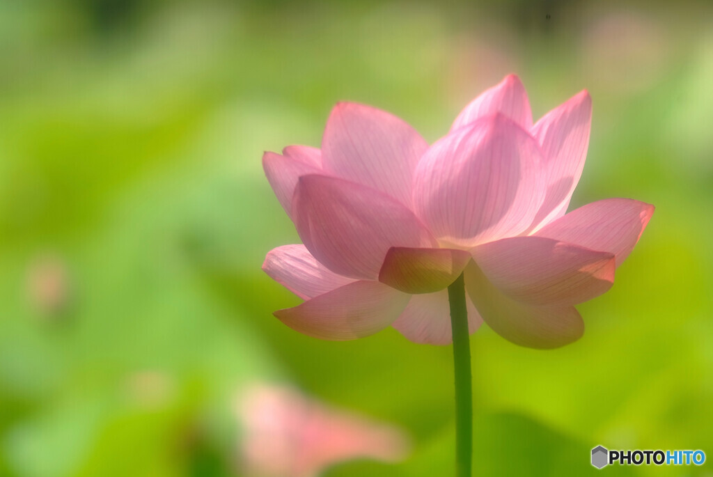 清らかな心・蓮