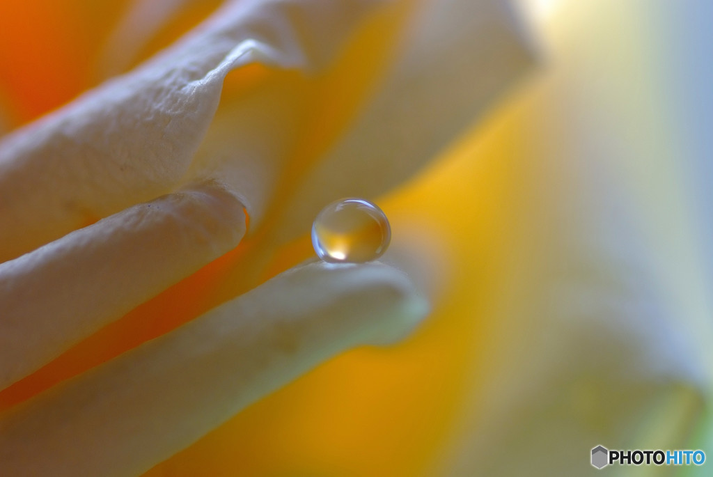 小さな出会い・雫