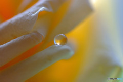 小さな出会い・雫