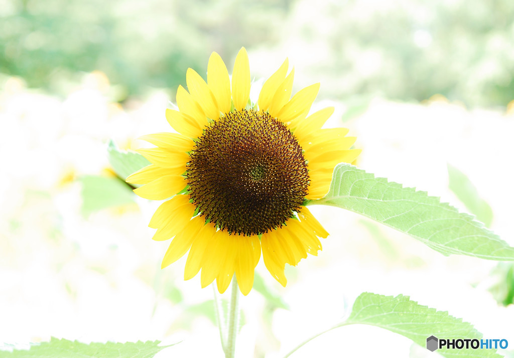 僕の向日葵・夏