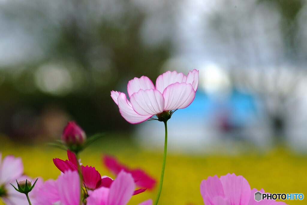 思い出は美しく✿愛しき華