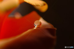 愛と青春の旅立ち・雫