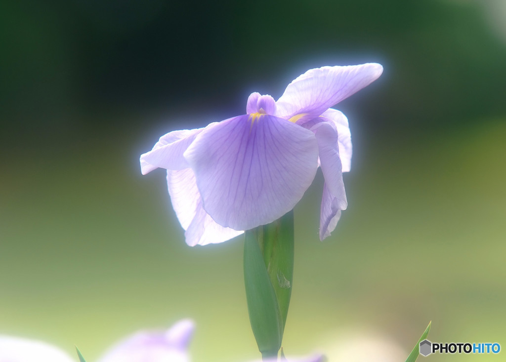涼暮月・夢日記・Ⅱ
