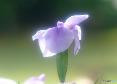 涼暮月・夢日記・Ⅱ