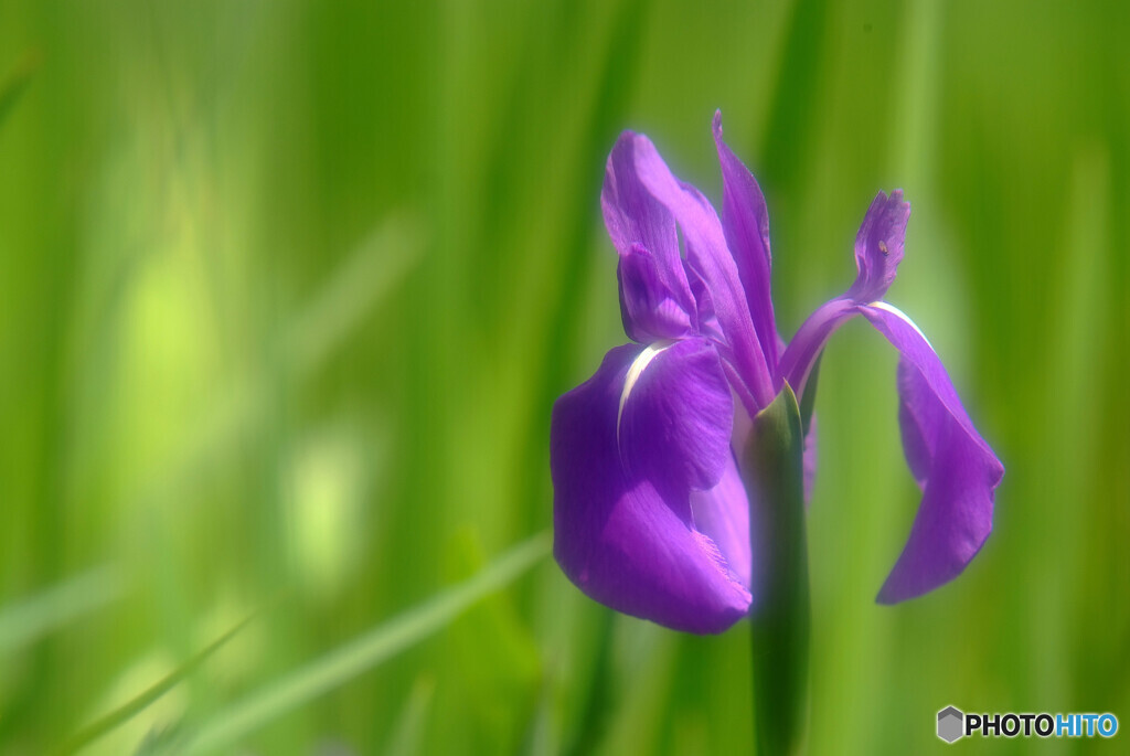 あの日に戻りたい✾時