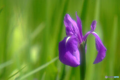 あの日に戻りたい✾時