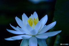 美人薄命・睡