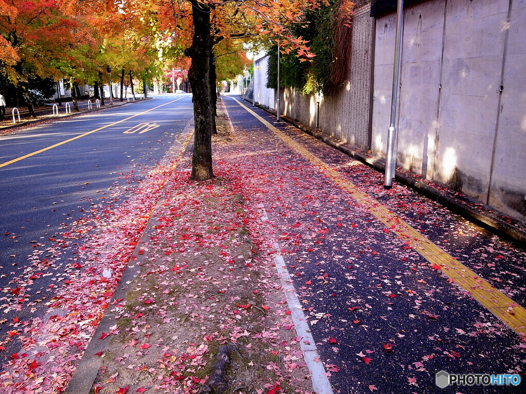 紅葉散歩Ⅱ❁三色彩道2022