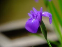 皐月の雨・杜若