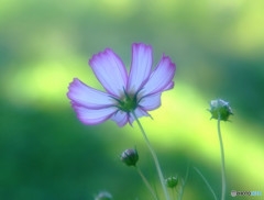 秋こころ・華