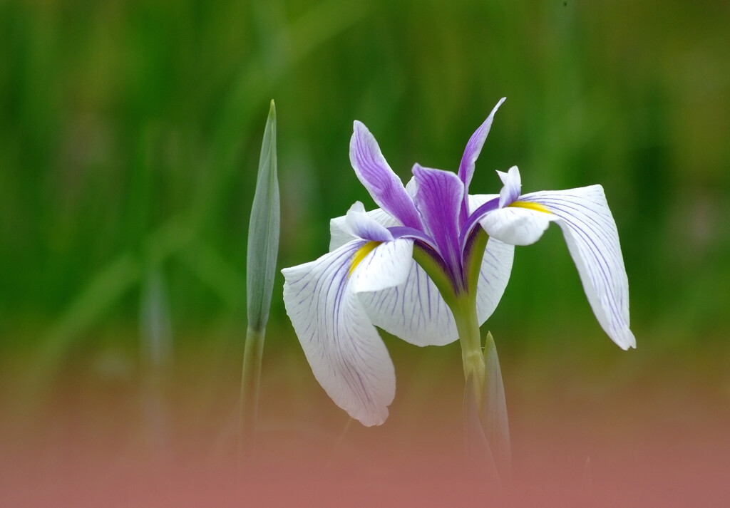 永遠の舞姫✿菖蒲