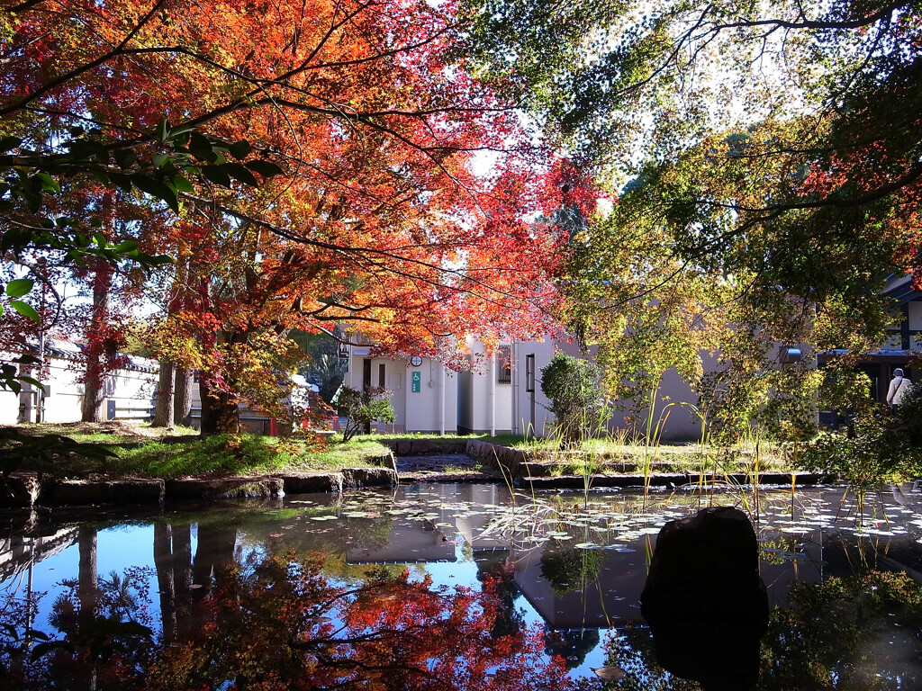 紅葉を描く➍✿万博2025