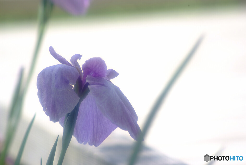 Japanese Beauty✿水無月の詩