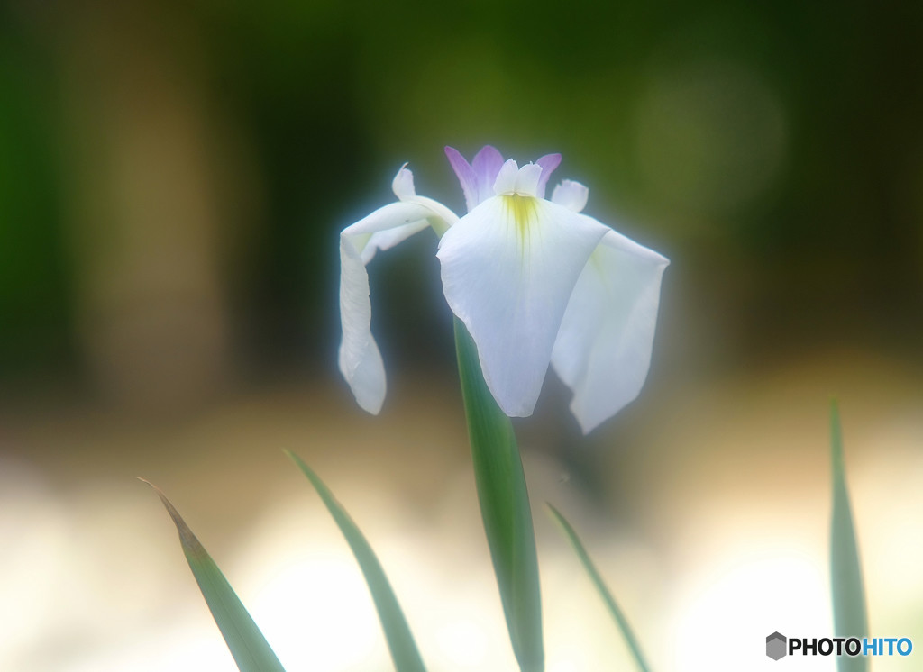 やすらぎの時間・華