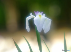 やすらぎの時間・華