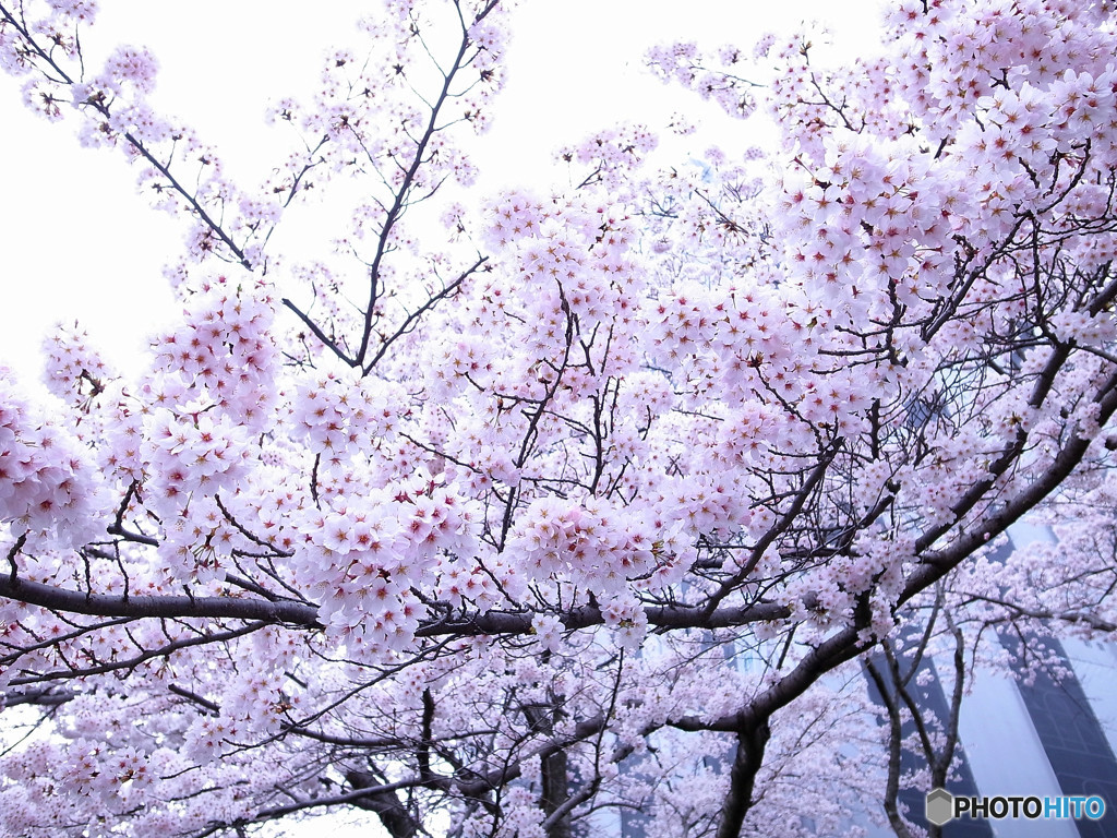 阪大桜・2016