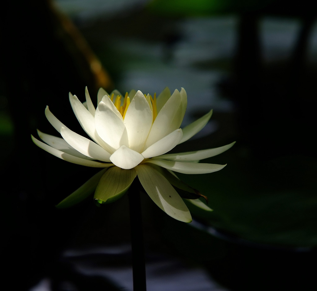 未来予想図Ⅶ・光