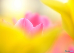 春の誘惑・華