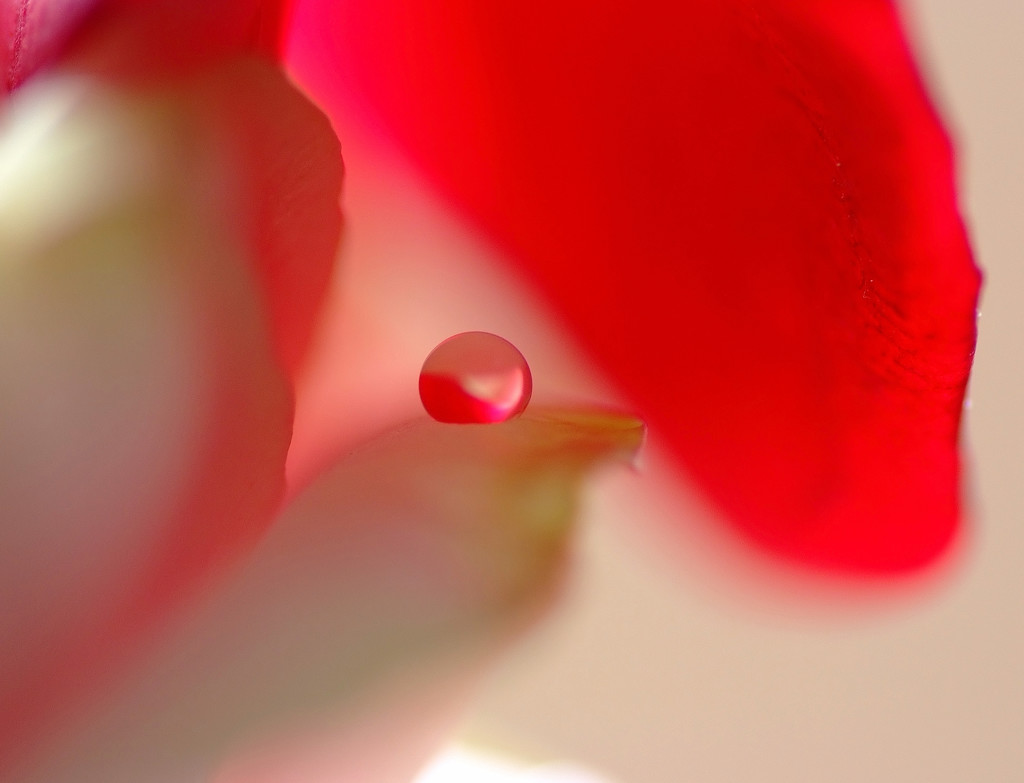 リュージュの伝言・雫