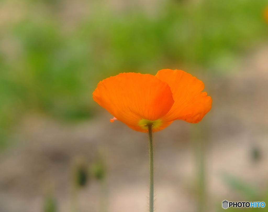 春風に誘われて