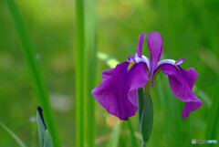 Japanese Beauty✿誘惑の彩