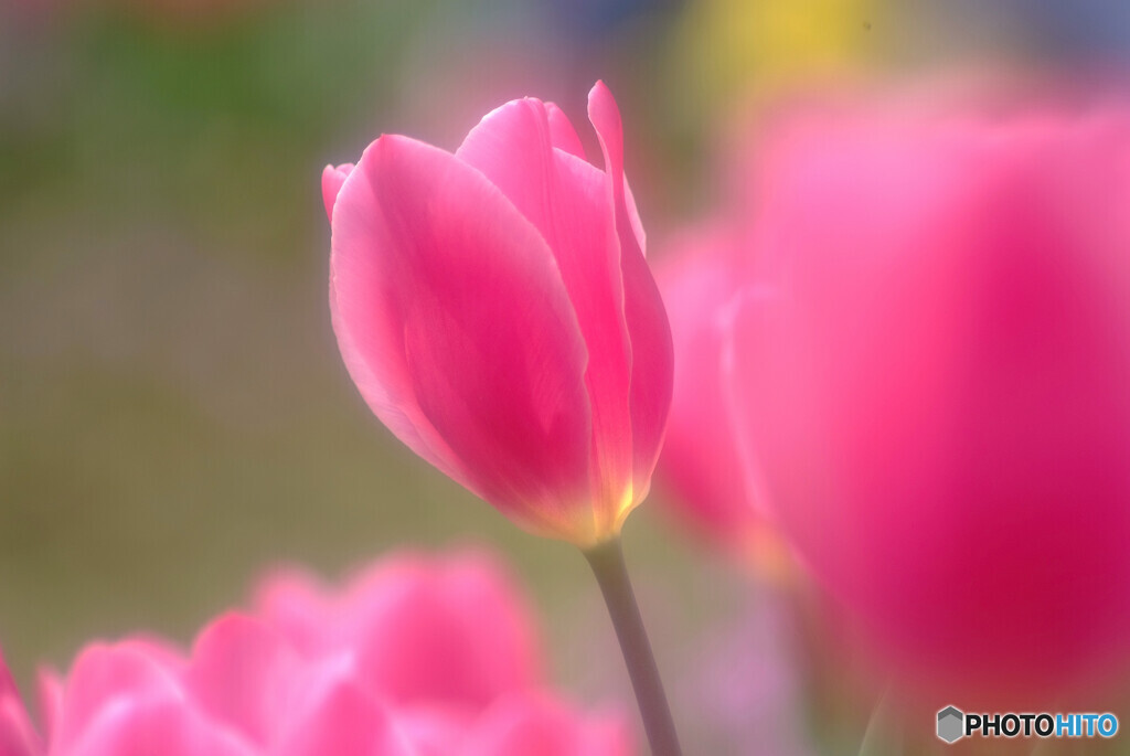 春浪漫✿凛として