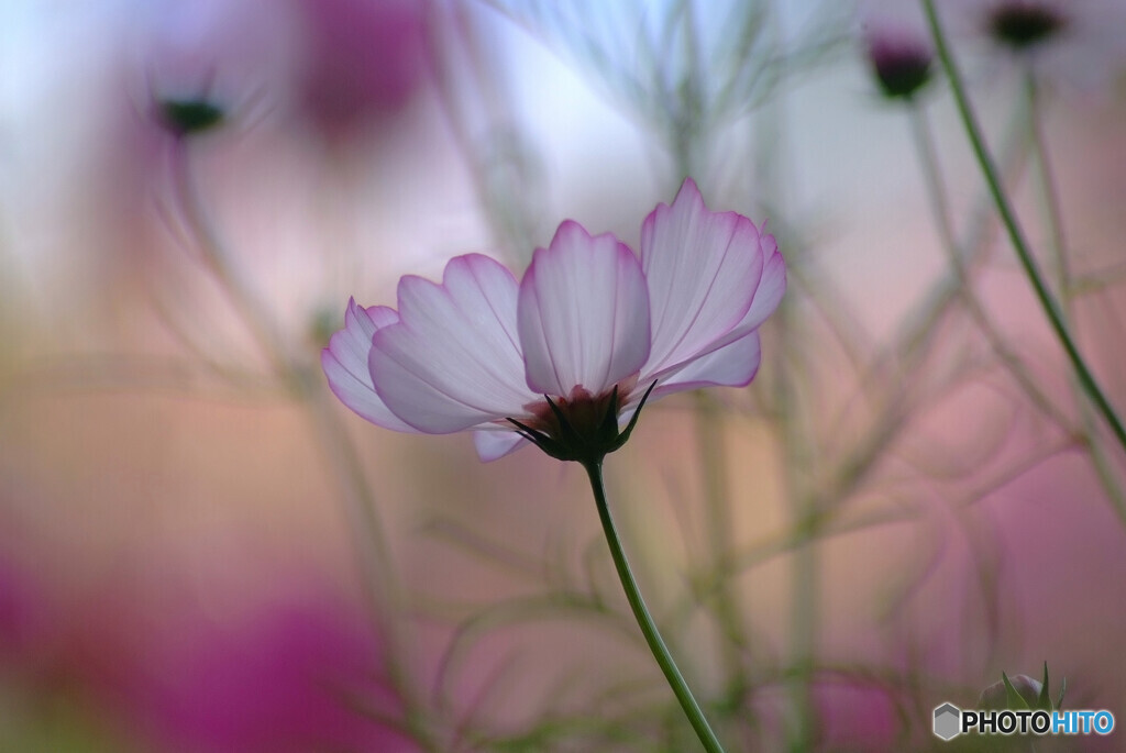 秘密の花園✿Cosmos