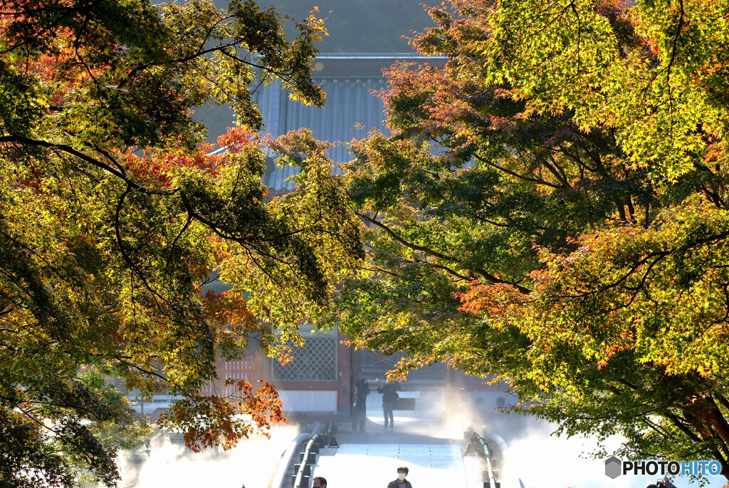 色彩々✿勝尾寺2022