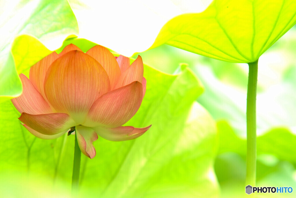 光りの先には希望が✿蓮