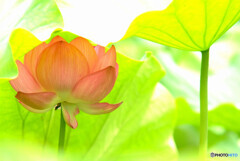 光りの先には希望が✿蓮