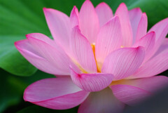 華やかに美しく✿文月の涼