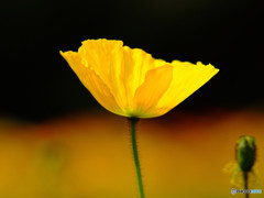 舞姫・華 舞姫・華