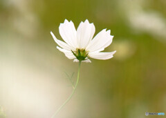 ひとり咲き✿COSMOS
