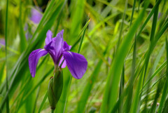 皐月の彩✿Iris laevigata