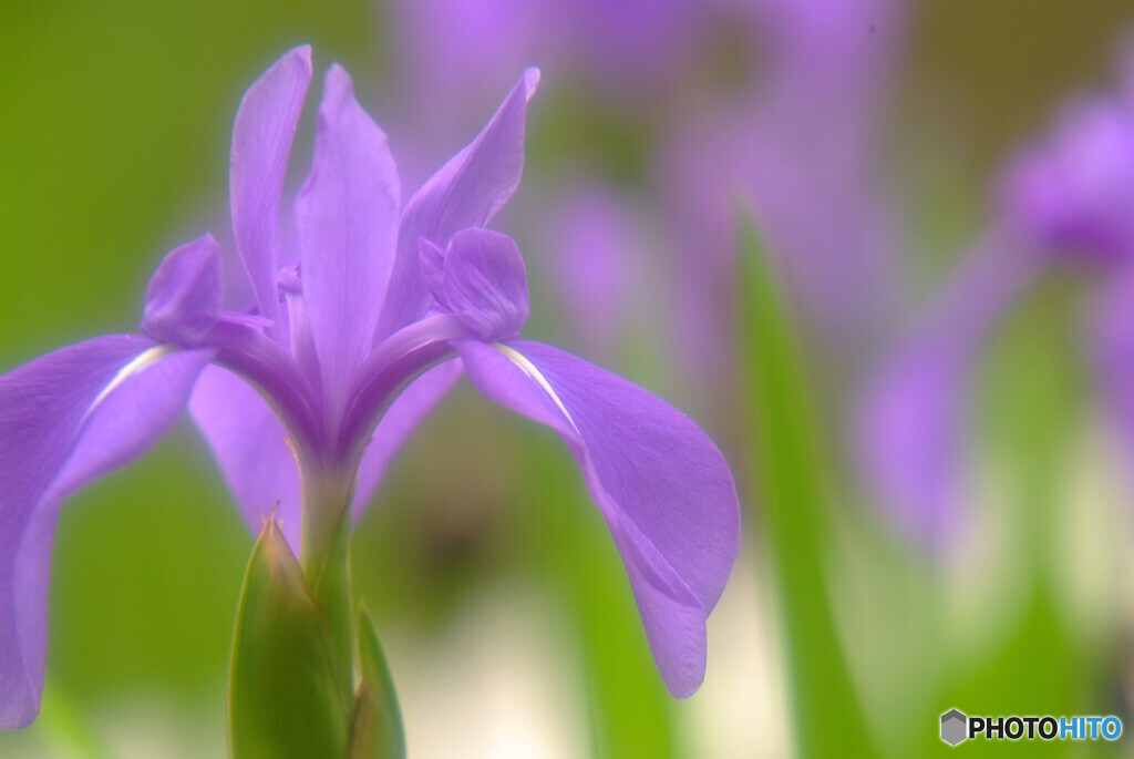 皐月・夢日記Ⅹ