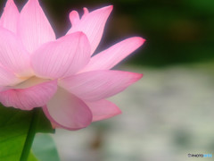 初夏の誘惑・蓮