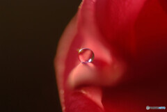 桜月の朝✿雫の華