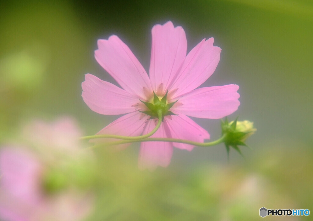 小さな秋見つけました✿華