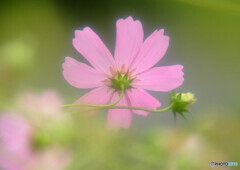 小さな秋見つけました✿華